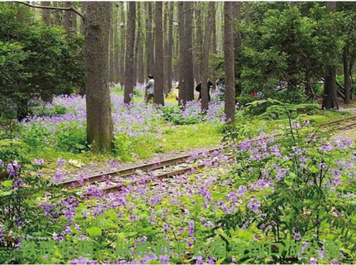 園冶杯專業獎：青山區倒口湖公園景觀設計
