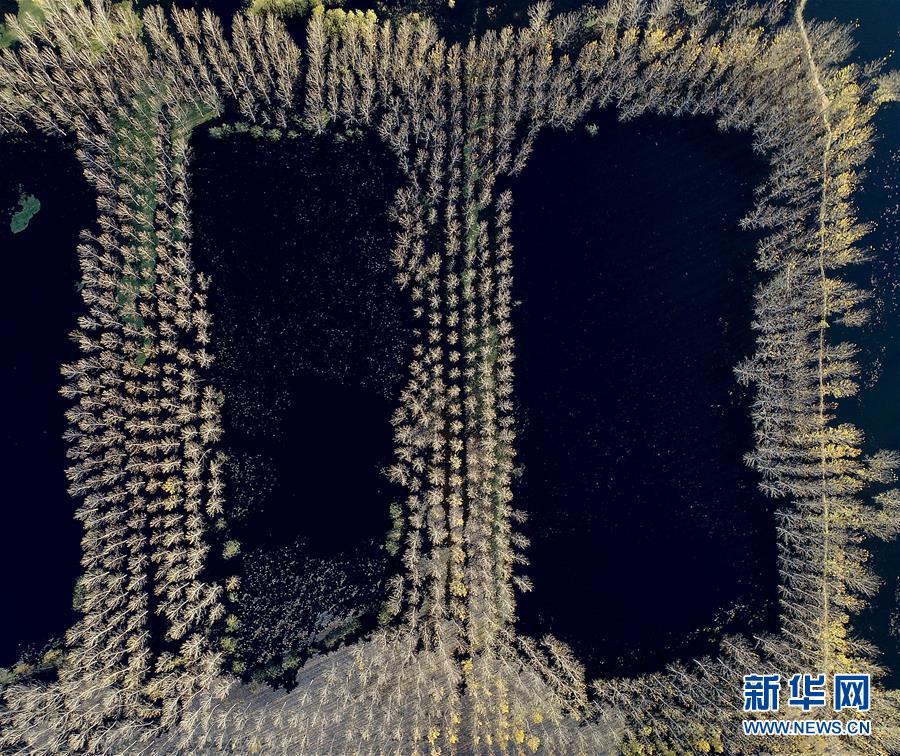 天津水庫濕地防護林泛黃凋落 美景如畫