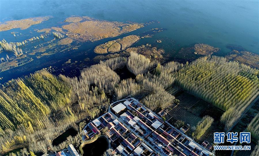 天津水庫濕地防護林泛黃凋落 美景如畫