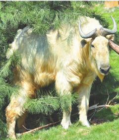 陜西的“國家公園”