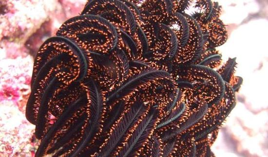 氣候變化影響1/4世界自然遺產