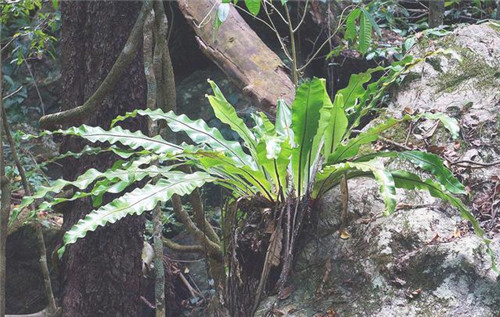 植物分類知多少