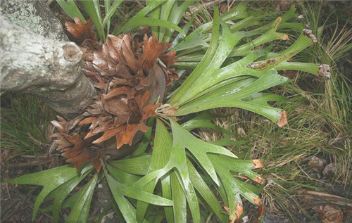 植物分類知多少