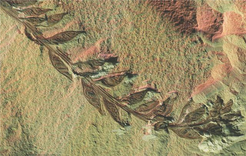 植物分類知多少