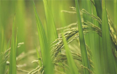 植物分類知多少