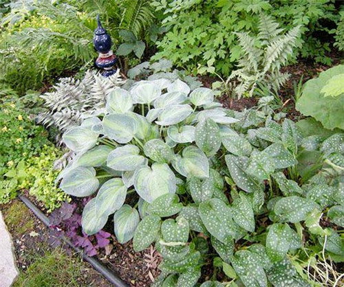 美國明尼蘇達耐陰花園設計