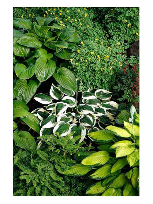 美國明尼蘇達耐陰花園設計