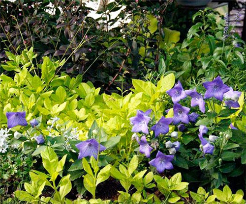 美國明尼蘇達耐陰花園設計