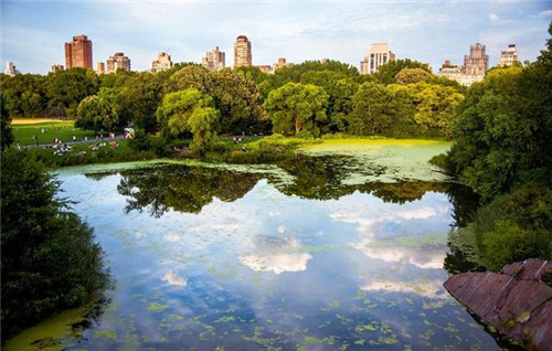 國家森林城市建設(shè)樹種選擇將影響生態(tài)效果