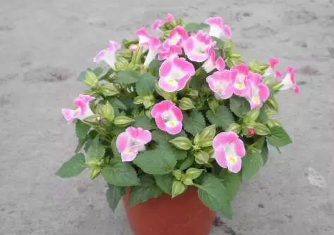 容易長滿整個(gè)花盆植物