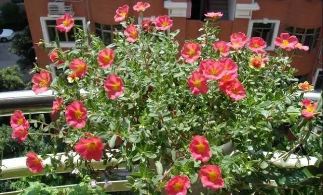 容易長滿整個(gè)花盆植物