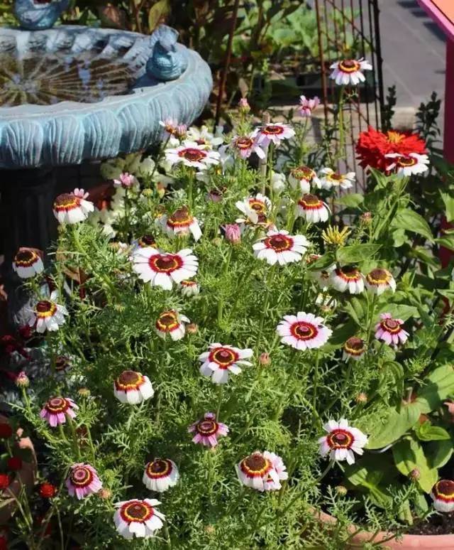 容易長滿整個(gè)花盆植物