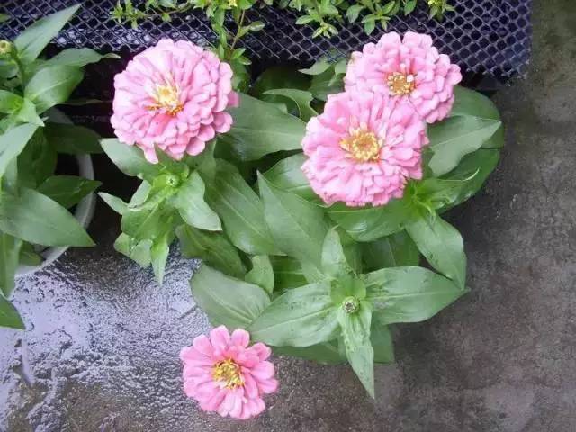 容易長滿整個(gè)花盆植物