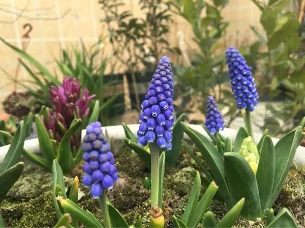 新型觀賞綠植花卉,漂亮得像假花