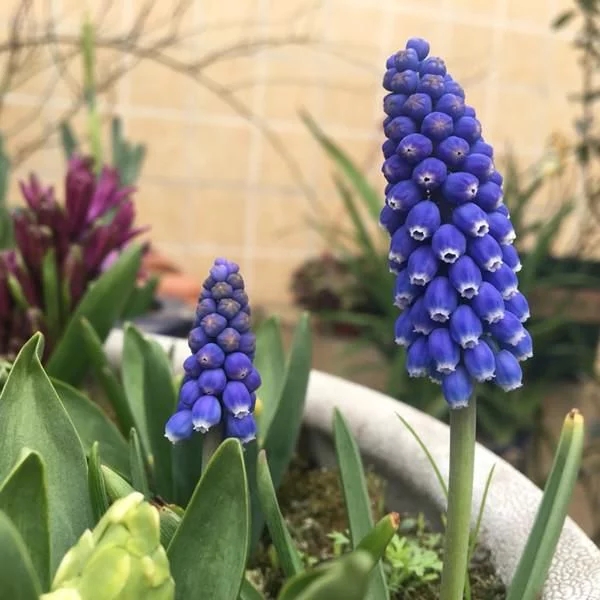 新型觀賞綠植花卉,漂亮得像假花