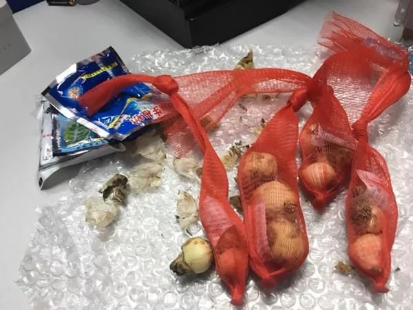 新型觀賞綠植花卉,漂亮得像假花