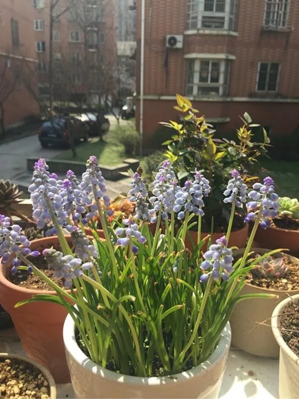 新型觀賞綠植花卉,漂亮得像假花