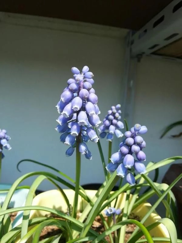 新型觀賞綠植花卉,漂亮得像假花