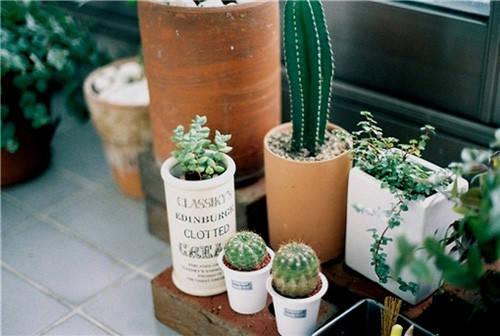 花藝師原來是這樣澆水的,怪不得養那么好!