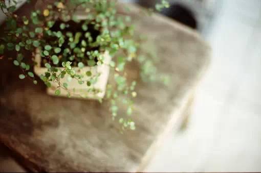 花藝師原來是這樣澆水的,怪不得養那么好!