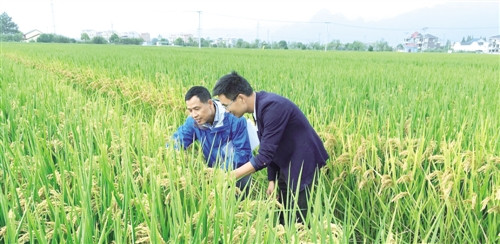 提高植物免疫力，植物少得病