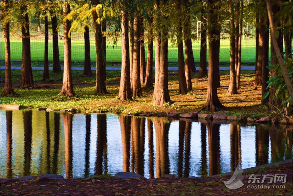 共青森林公園彩葉樹種進入最佳賞葉期