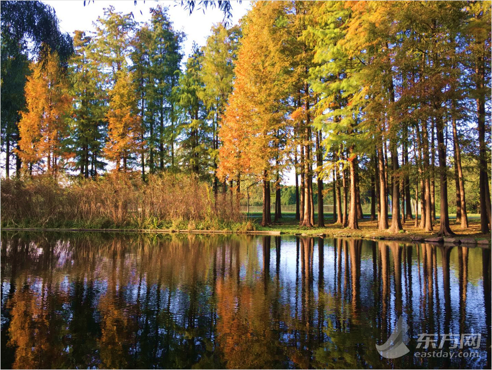 共青森林公園彩葉樹種進入最佳賞葉期