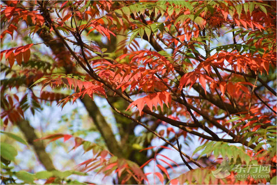 共青森林公園彩葉樹種進入最佳賞葉期