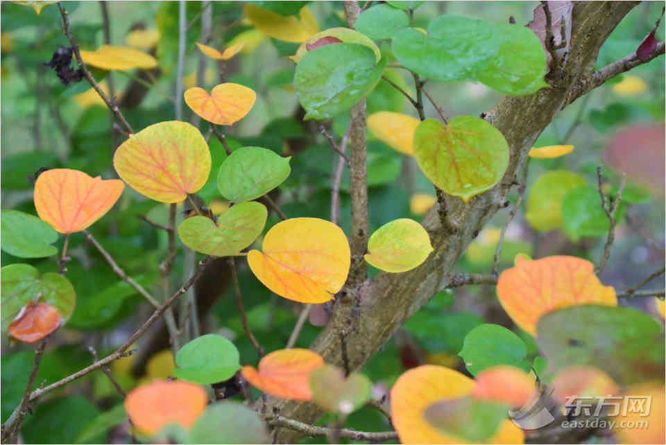 共青森林公園彩葉樹種進入最佳賞葉期