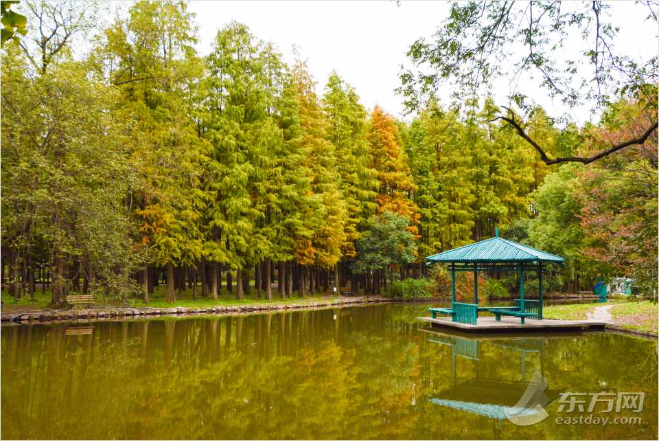 共青森林公園彩葉樹種進入最佳賞葉期