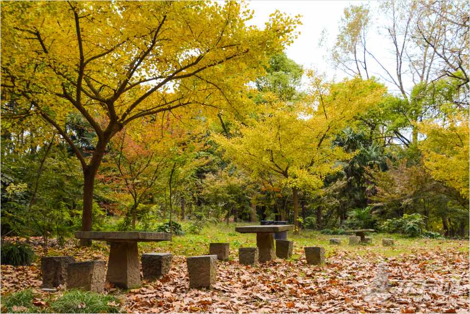 共青森林公園彩葉樹種進入最佳賞葉期