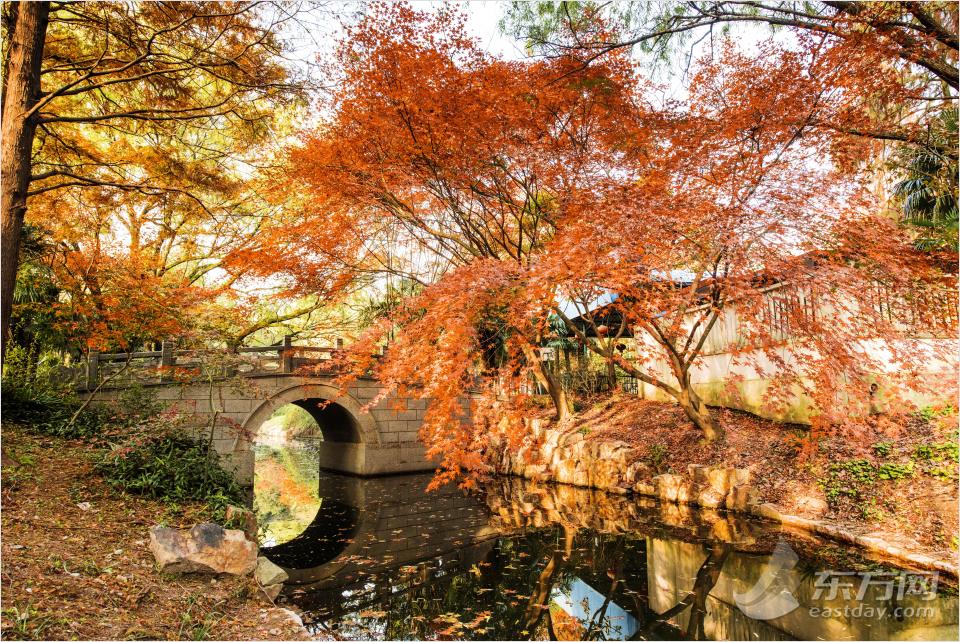 共青森林公園彩葉樹種進入最佳賞葉期