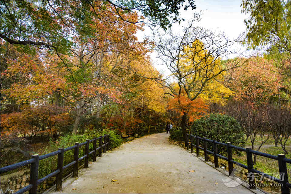 共青森林公園彩葉樹種進入最佳賞葉期