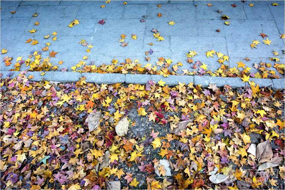 共青森林公園彩葉樹種進入最佳賞葉期