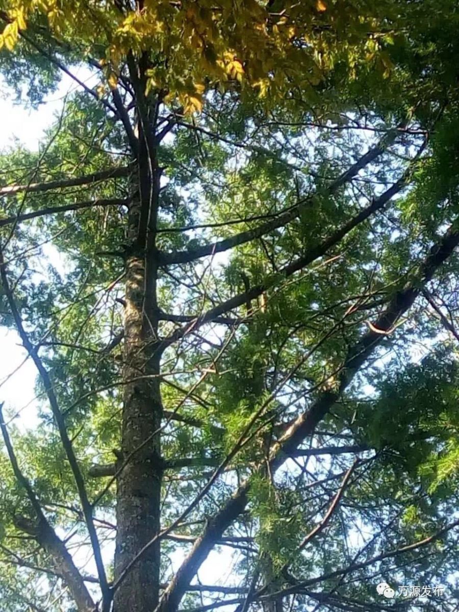 萬源絲羅鄉發現成片黃杉林 系珍稀瀕危植物