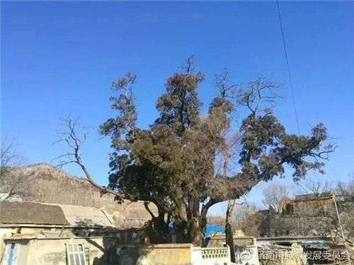 濟(jì)南章丘這個(gè)古村落里竟藏著顆千年古樹
