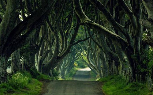 探秘愛爾蘭詭異鄉間小路黑暗樹籬