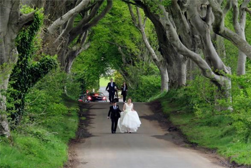 探秘愛爾蘭詭異鄉間小路黑暗樹籬