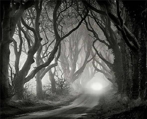 探秘愛爾蘭詭異鄉間小路黑暗樹籬