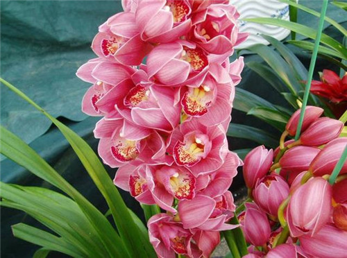 冬天養(yǎng)這六種超耐寒花卉盆栽