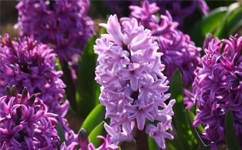 冬天養(yǎng)這六種超耐寒花卉盆栽