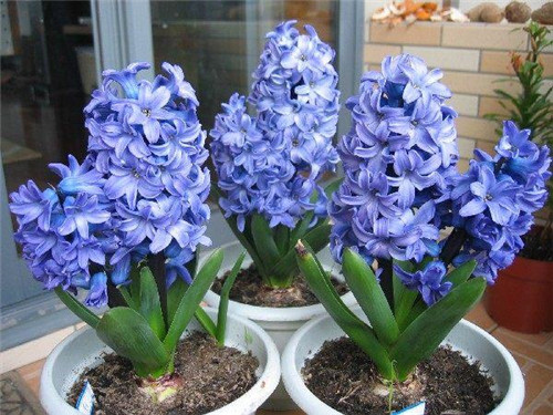 冬天養(yǎng)這六種超耐寒花卉盆栽