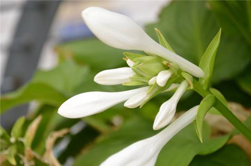 冬天養(yǎng)這六種超耐寒花卉盆栽