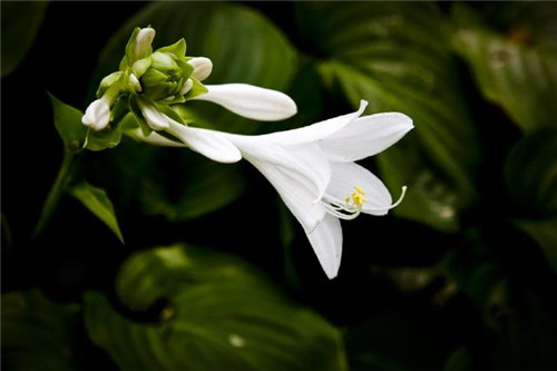 冬天養(yǎng)這六種超耐寒花卉盆栽