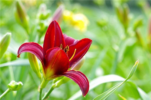 冬天養(yǎng)這六種超耐寒花卉盆栽