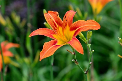 冬天養(yǎng)這六種超耐寒花卉盆栽