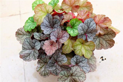 冬天養(yǎng)這六種超耐寒花卉盆栽