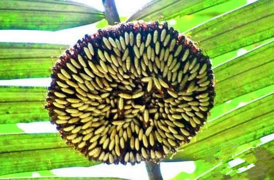 這顆向日葵千萬(wàn)不要碰，一旦被蟄到直接會(huì)要命