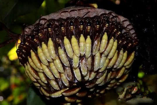 這顆向日葵千萬(wàn)不要碰，一旦被蟄到直接會(huì)要命