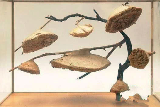 這顆向日葵千萬(wàn)不要碰，一旦被蟄到直接會(huì)要命